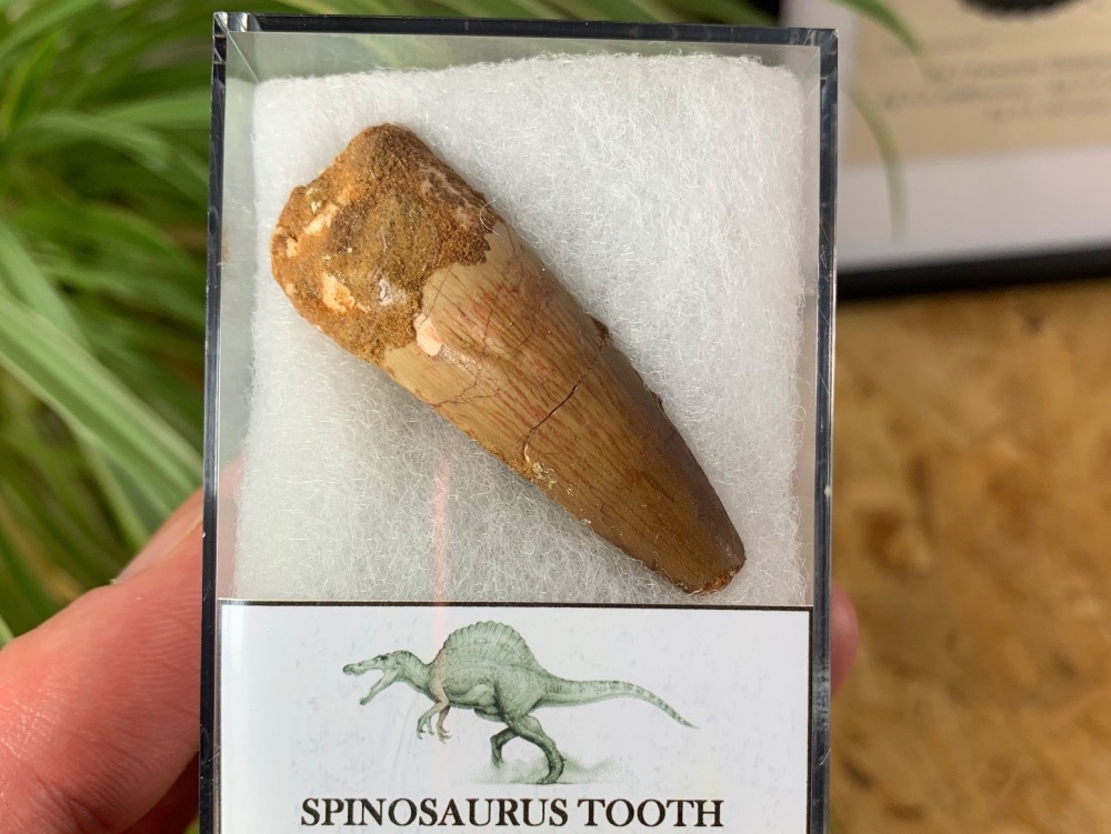 Spinosaurus Tooth - 1.97 inch #SP04