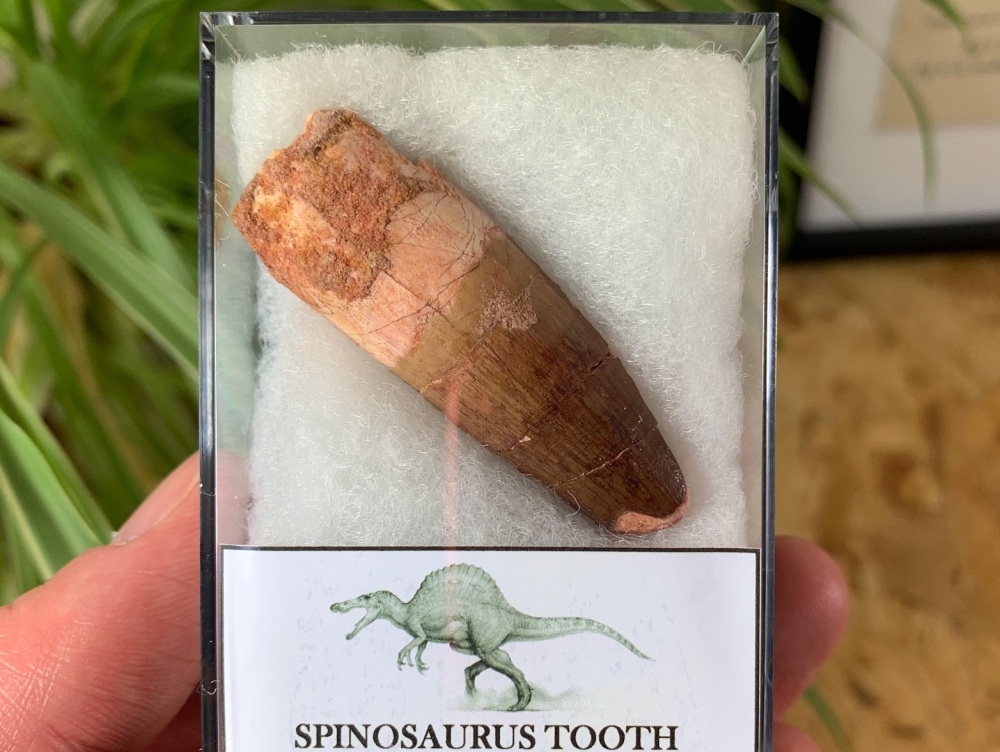 Spinosaurus Tooth - 2 inch #SP06