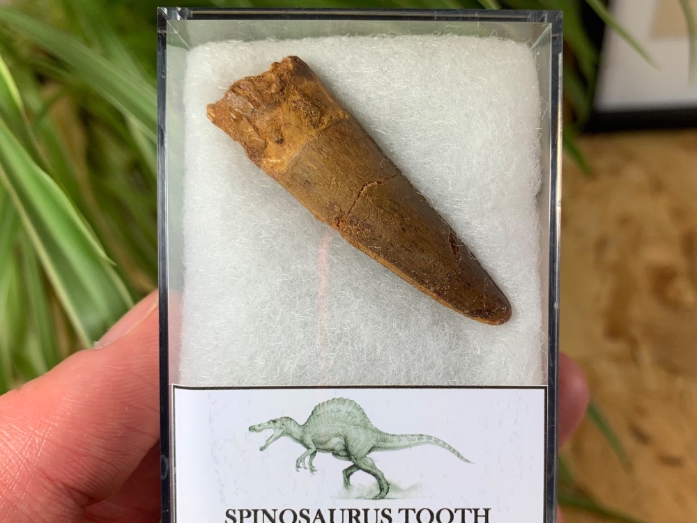 Spinosaurus Tooth - 1.88 inch #SP07
