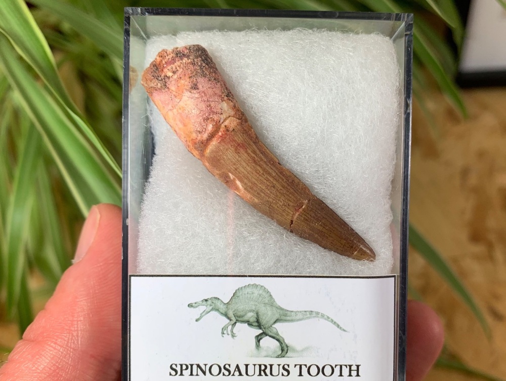 Spinosaurus Tooth - 2.19 inch #SP14