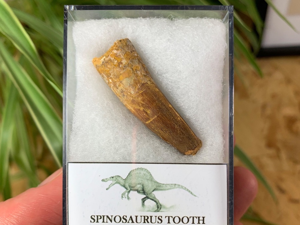 Spinosaurus Tooth - 1.75 inch #SP17