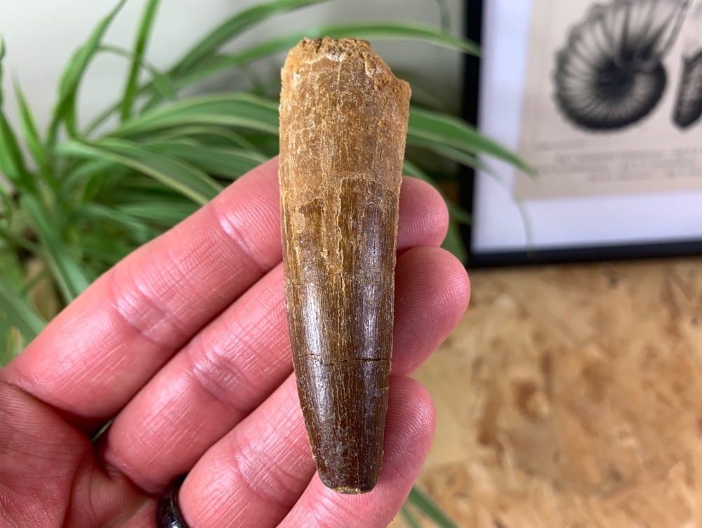 Spinosaurus Tooth - 2.88 inch #SP18