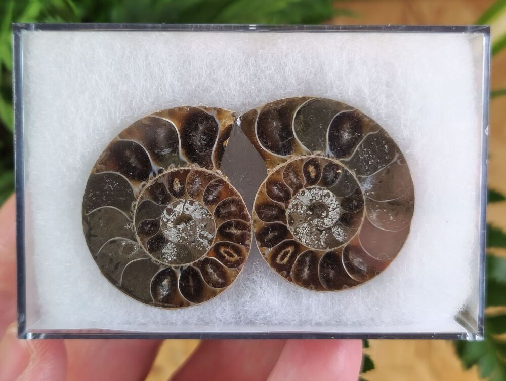 Cut & Polished Ammonite (pair) #01