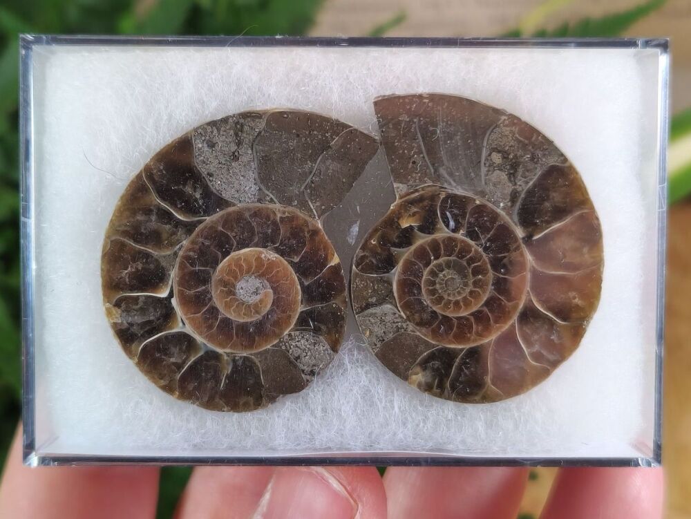 Cut & Polished Ammonite (pair) #03
