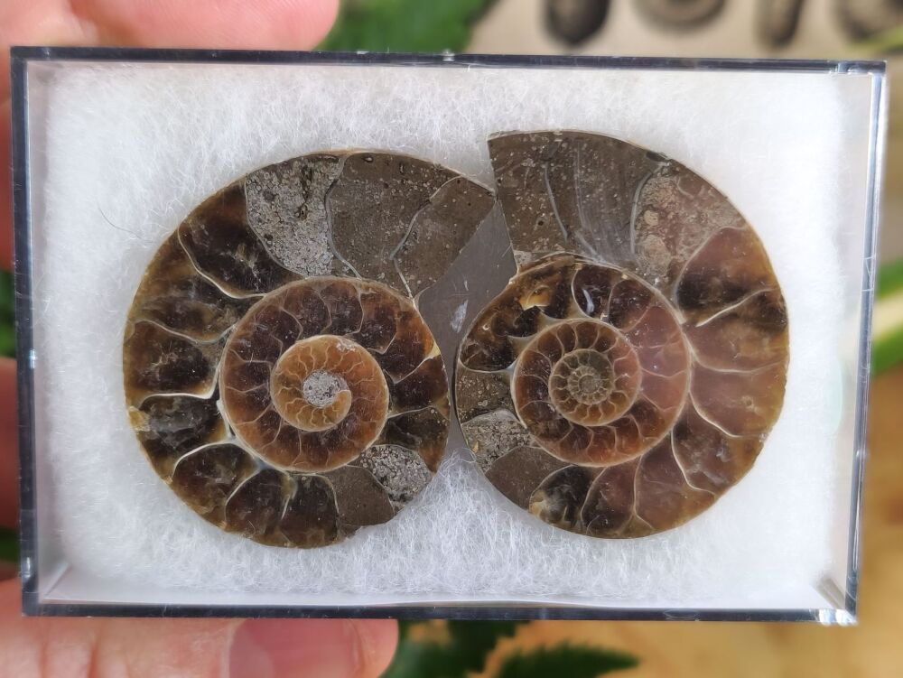 Cut & Polished Ammonite (pair) #06