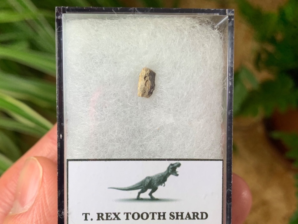 Tyrannosaurus rex Tooth Shard #02