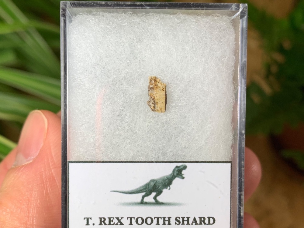 Tyrannosaurus rex Tooth Shard #04