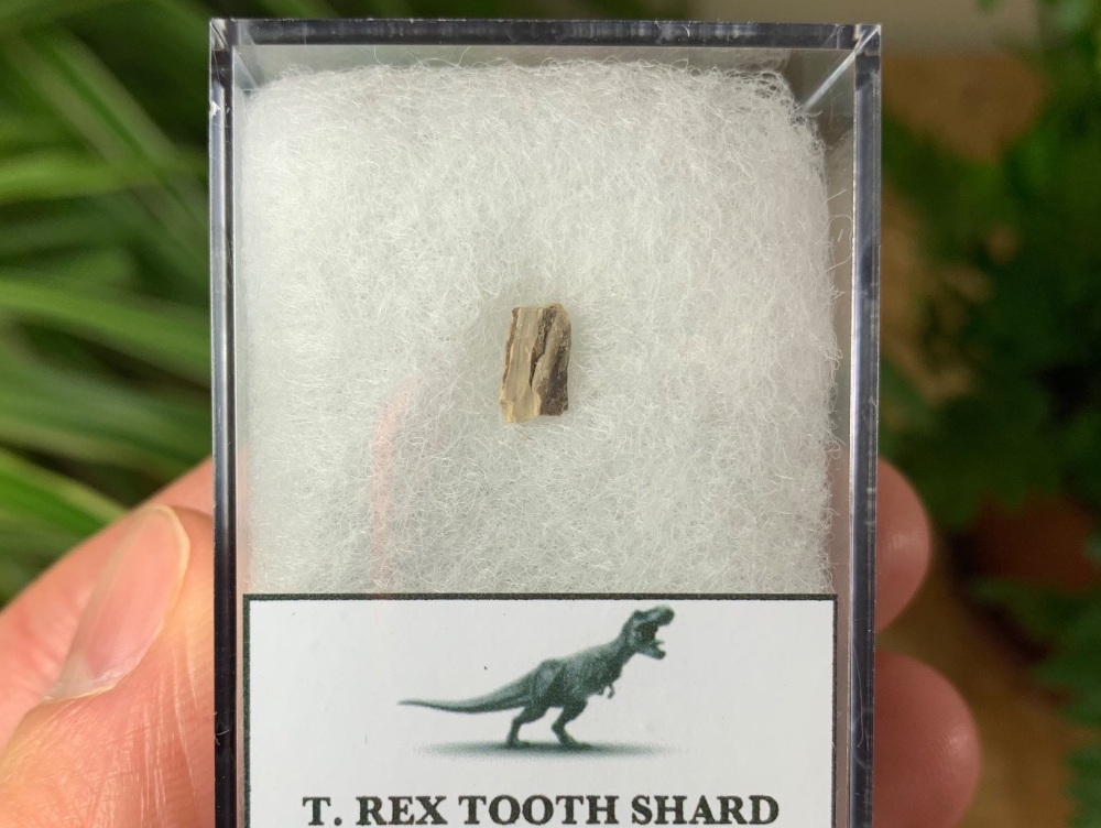 Tyrannosaurus rex Tooth Shard #05