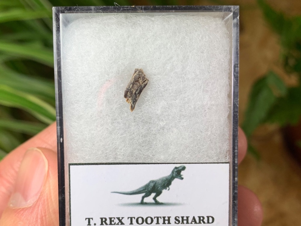 Tyrannosaurus rex Tooth Shard #08