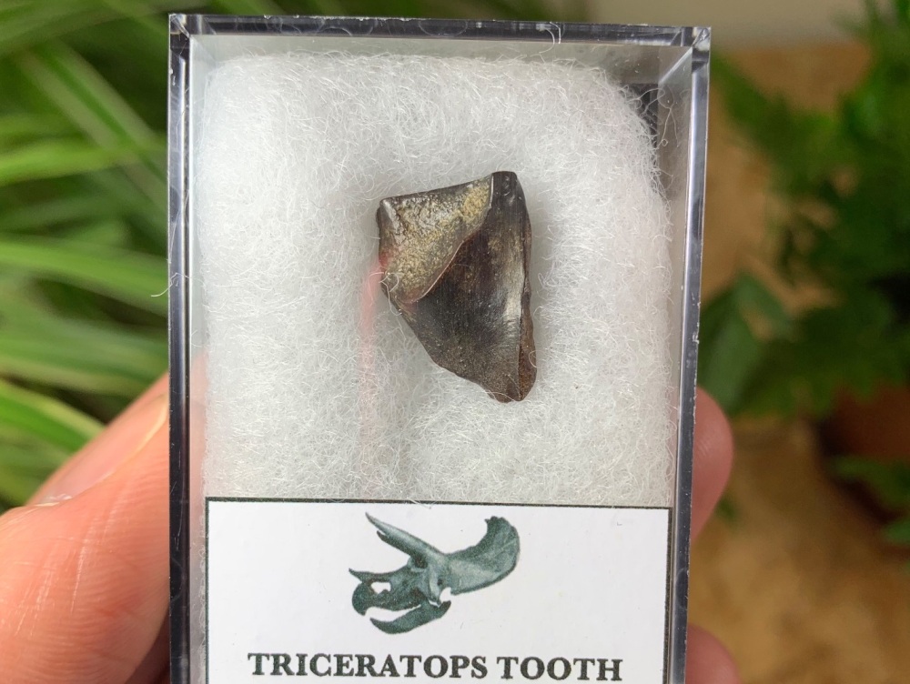 Triceratops Tooth #09