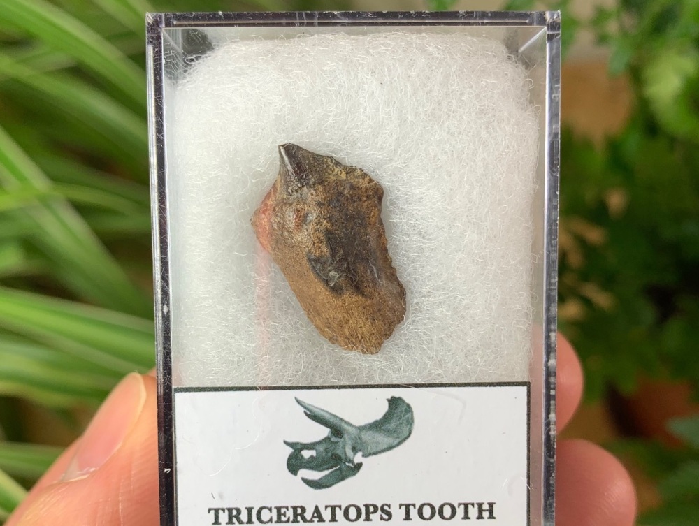 Triceratops Tooth #11