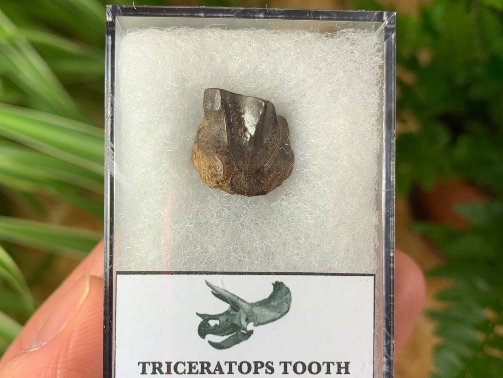 Triceratops Tooth #12