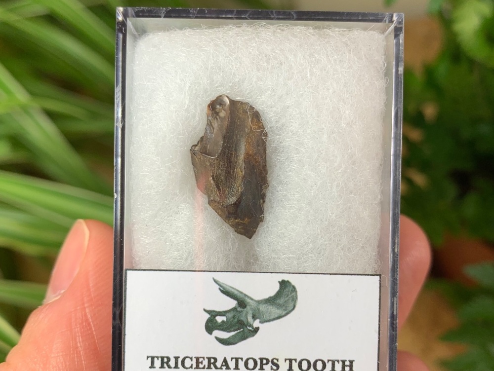 Triceratops Tooth #13
