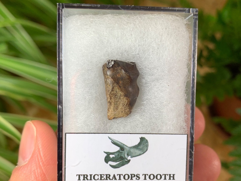 Triceratops Tooth #14