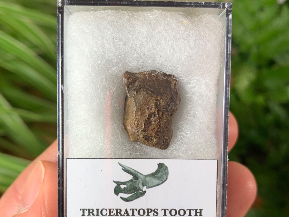Triceratops Tooth #16