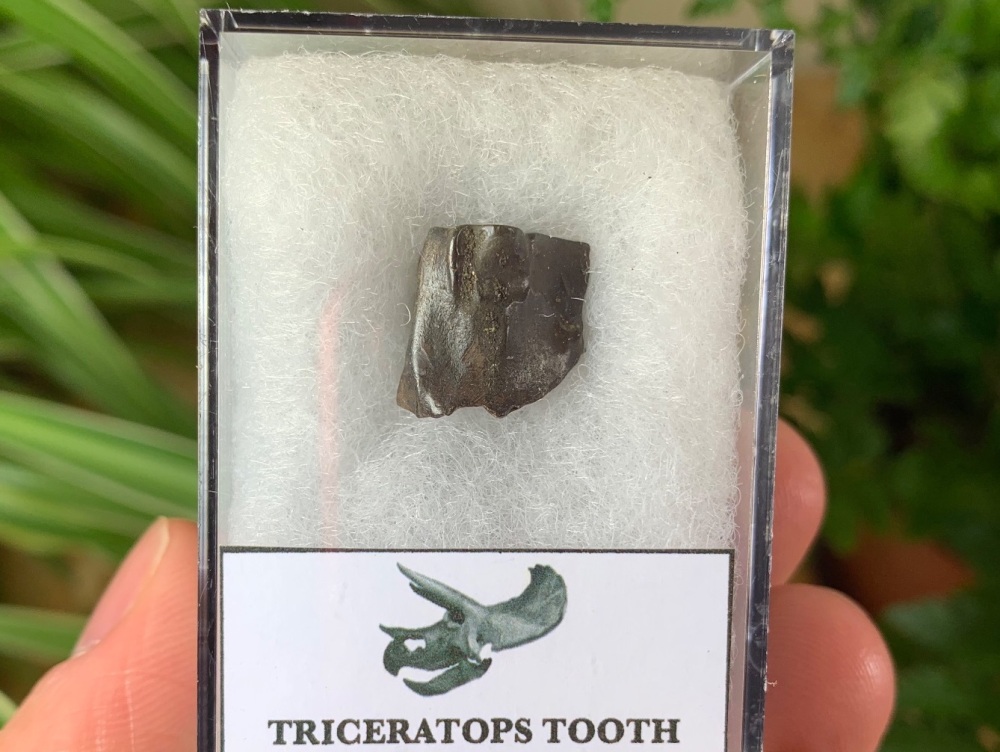 Triceratops Tooth #17