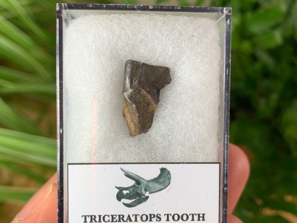 Triceratops Tooth #18