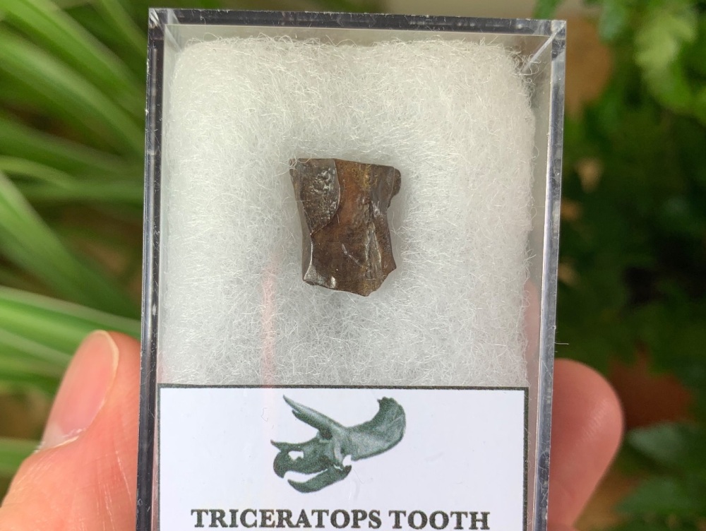 Triceratops Tooth #20
