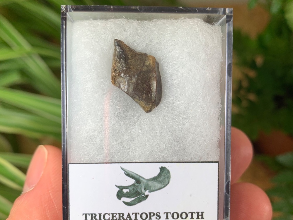 Triceratops Tooth #22