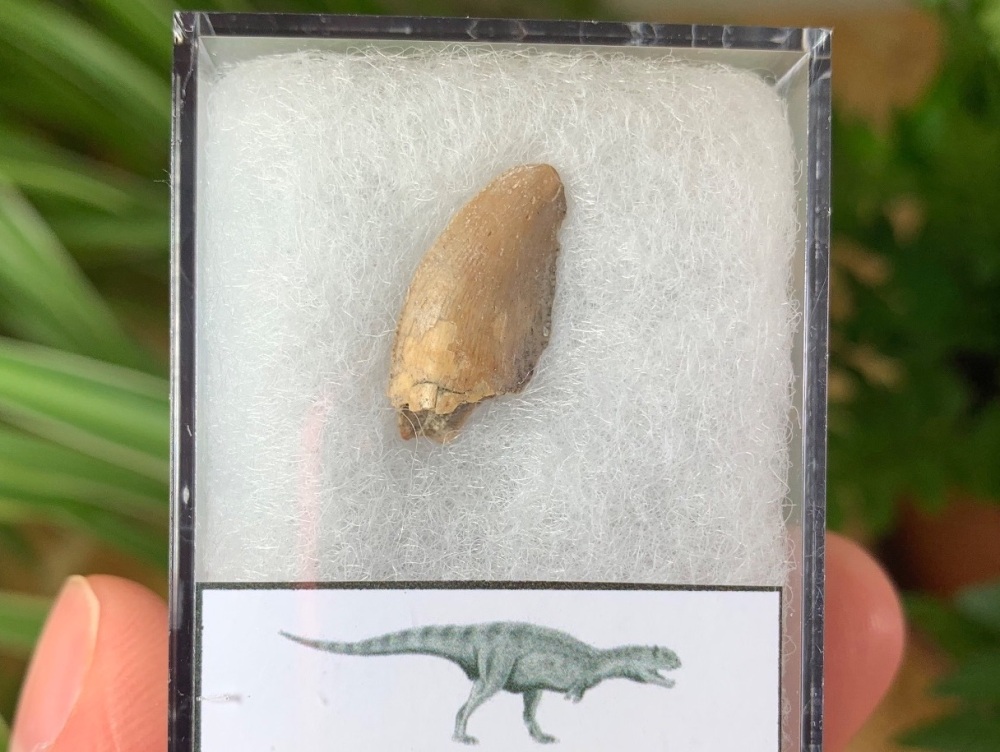 Majungasaurus crenatissimus Tooth (Madagascar) #01