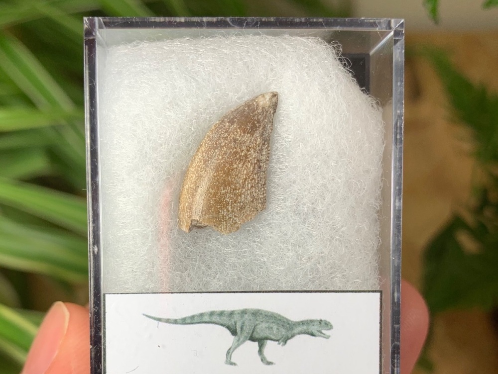 Majungasaurus crenatissimus Tooth (Madagascar) #04
