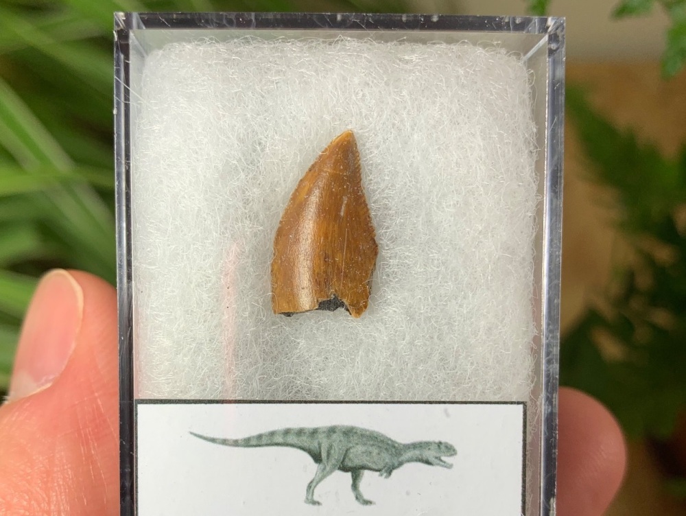 Majungasaurus crenatissimus Tooth (Madagascar) #12