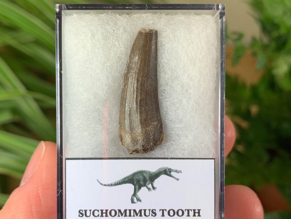 Suchomimus Tooth - 1.13 inch #01
