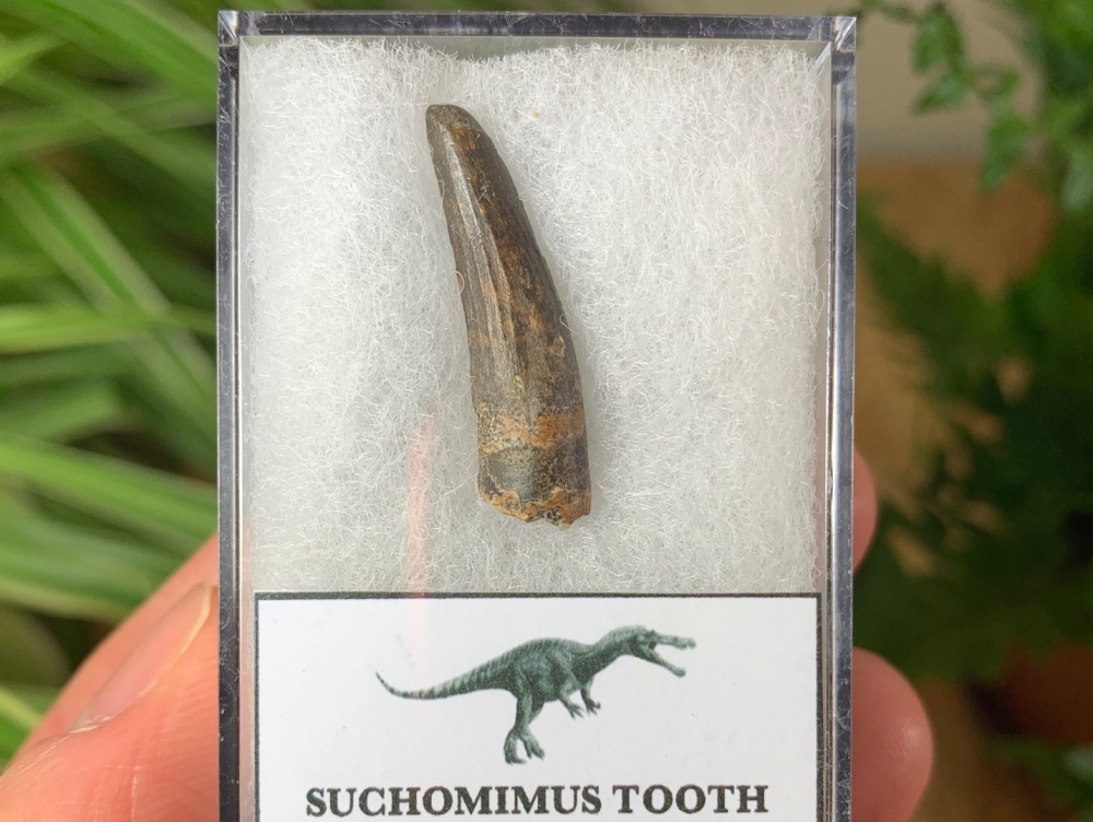 Suchomimus Tooth - 1.13 #02