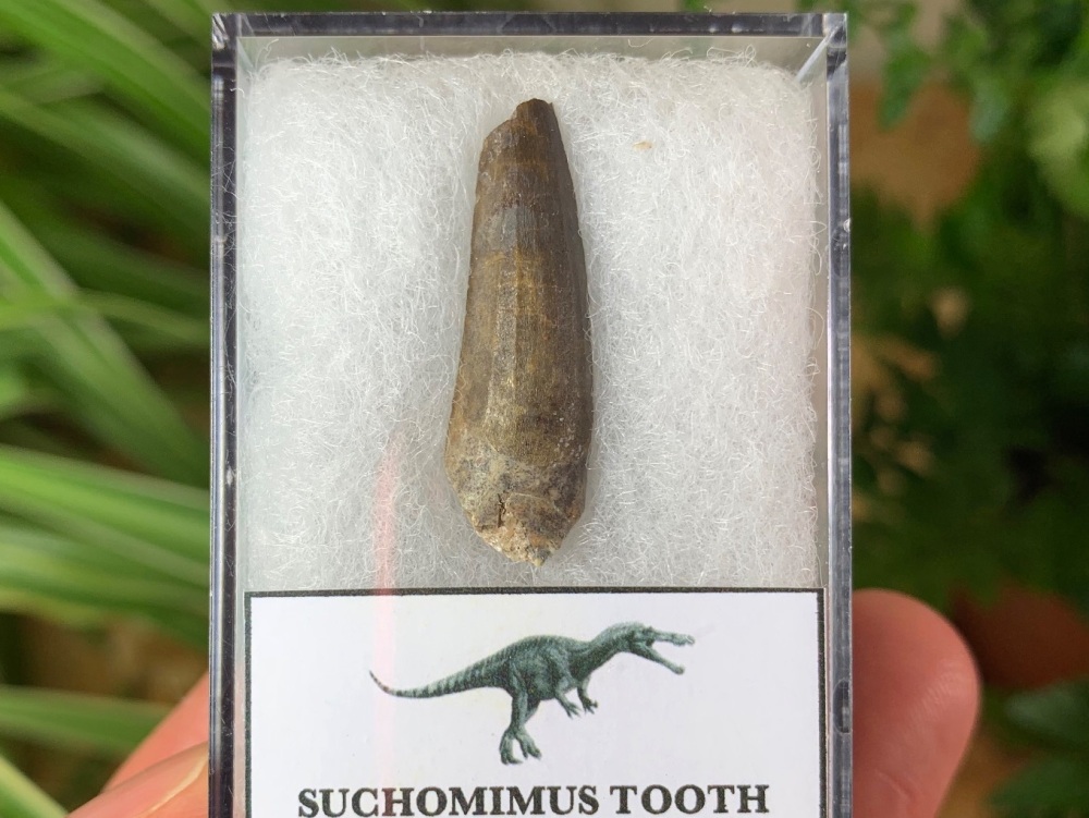 Suchomimus Tooth - 1.13 inch #03