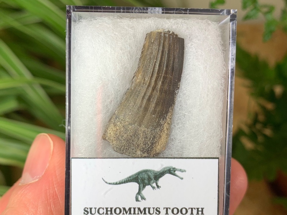 Suchomimus Tooth - 1.19 inch #04