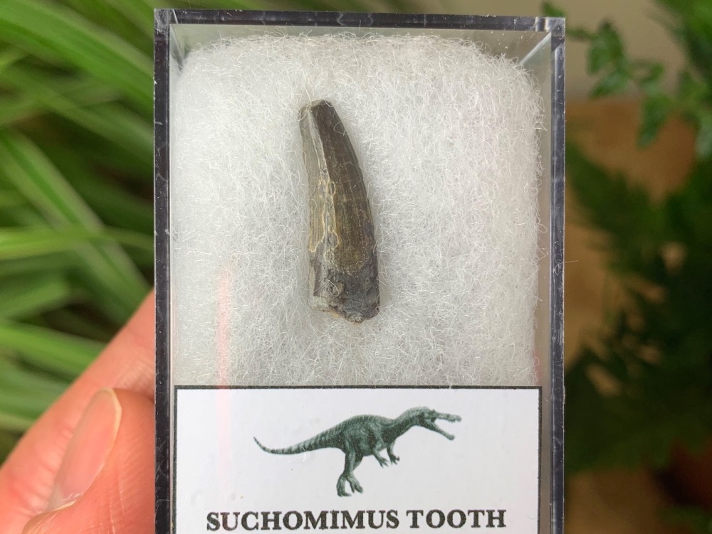 Suchomimus Tooth - 0.81 inch #05