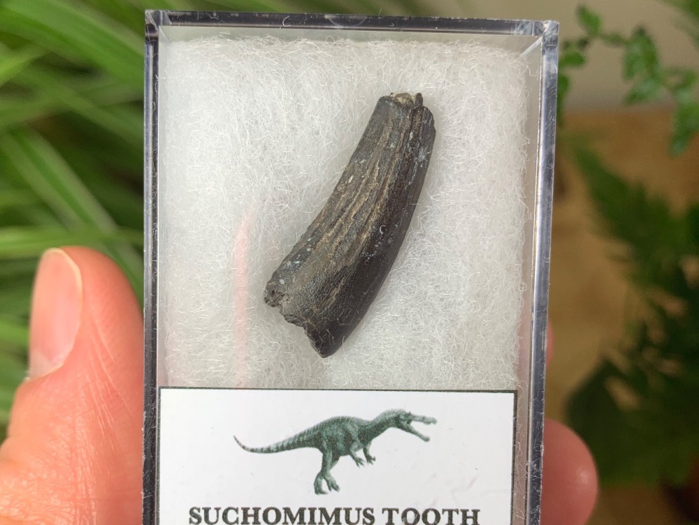 Suchomimus Tooth - 1 inch #06