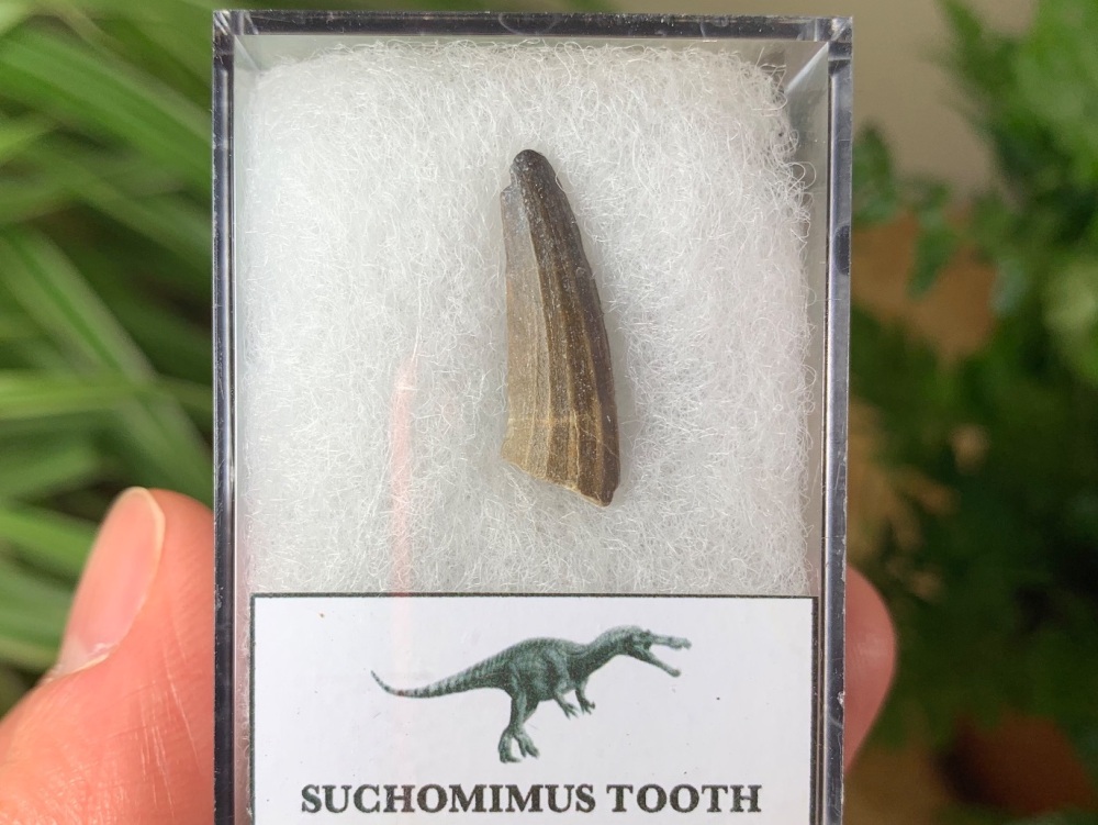 Suchomimus Tooth - 0.75 inch #07