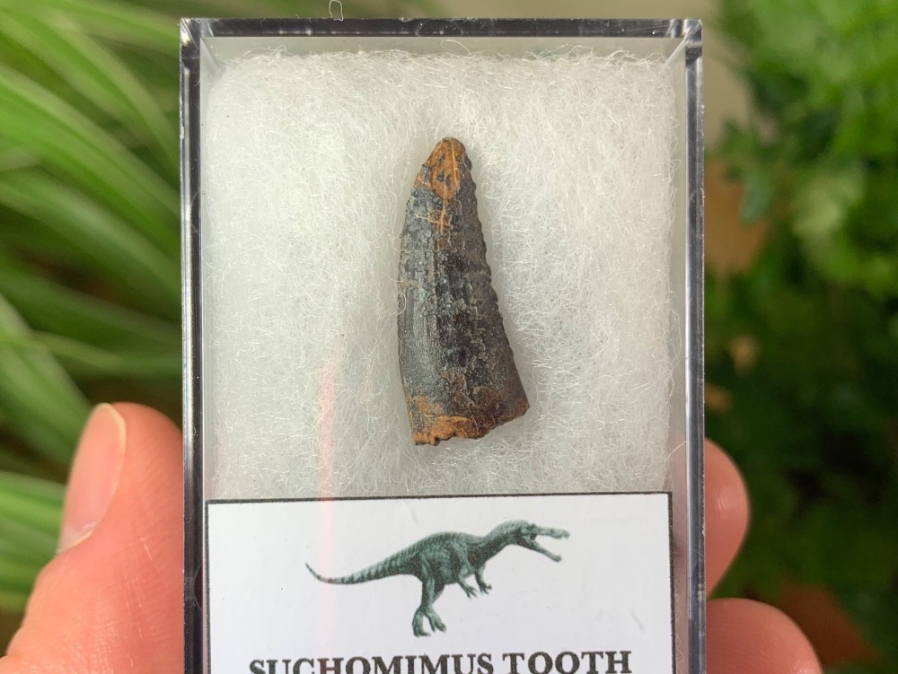 Suchomimus Tooth - 0.88 inch #08