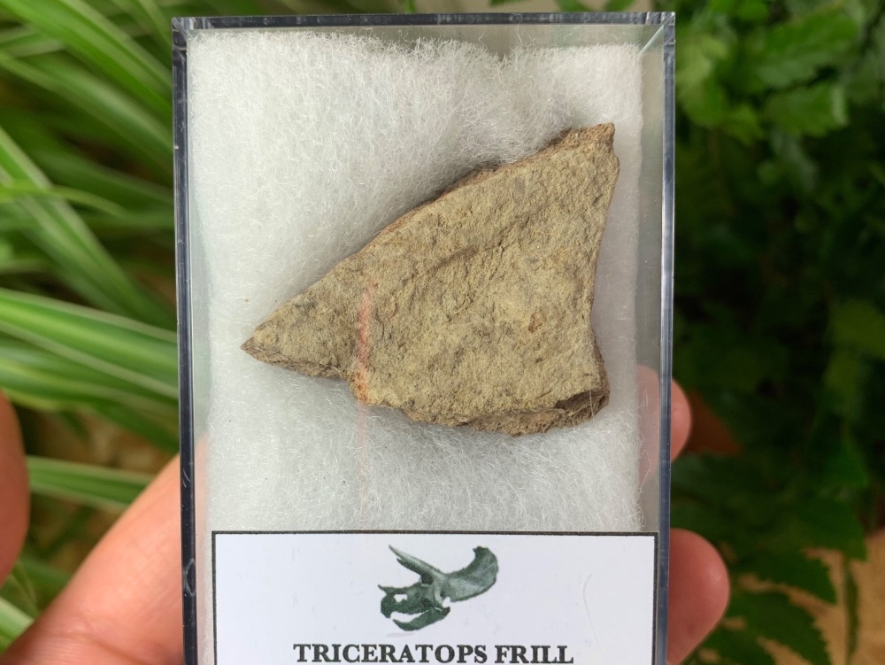 Triceratops Frill #01