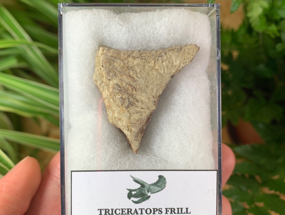 Triceratops Frill #03