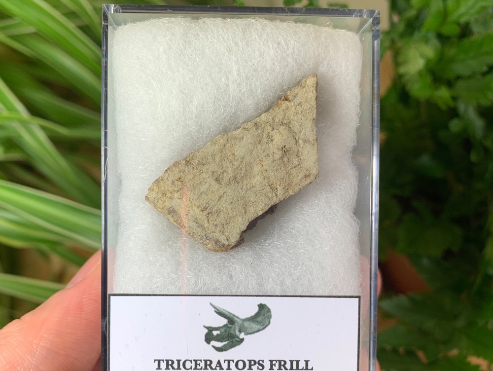 Triceratops Frill #04