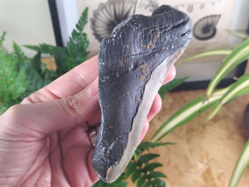 Megalodon Tooth - 5.27 inch #01