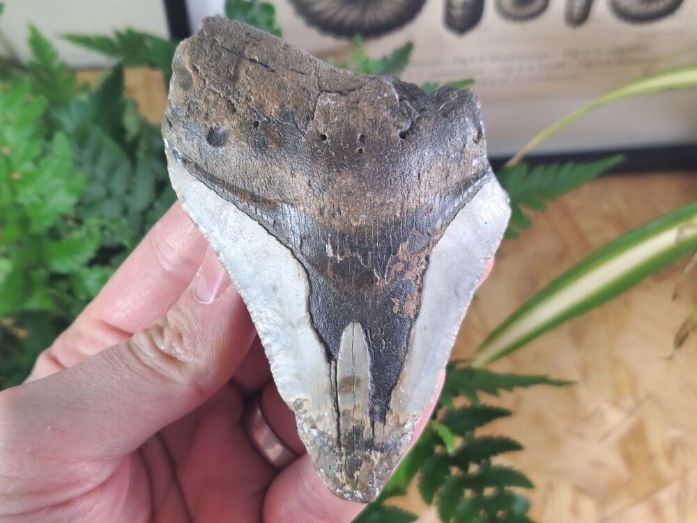 Megalodon Tooth - 4.25 inch #03