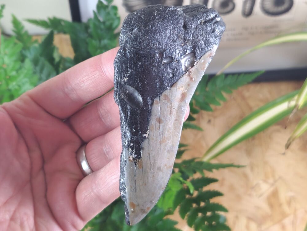 Megalodon Tooth - 4.48 inch #04