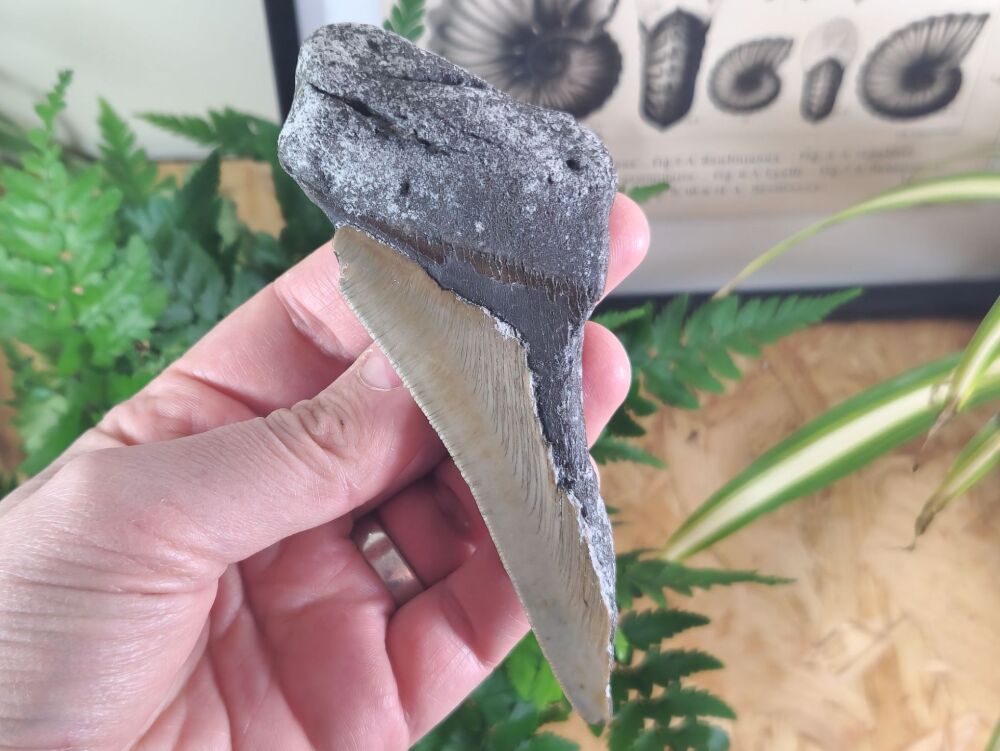 Megalodon Tooth - 5.03 inch #05
