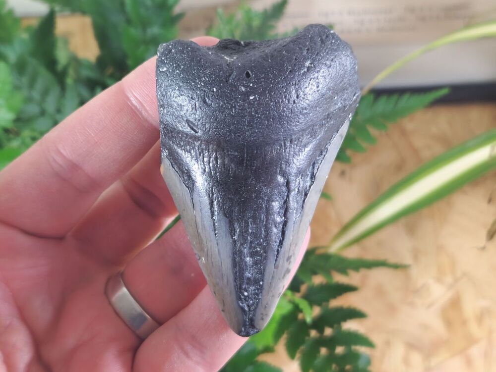 Megalodon Tooth - 3.14 inch #06