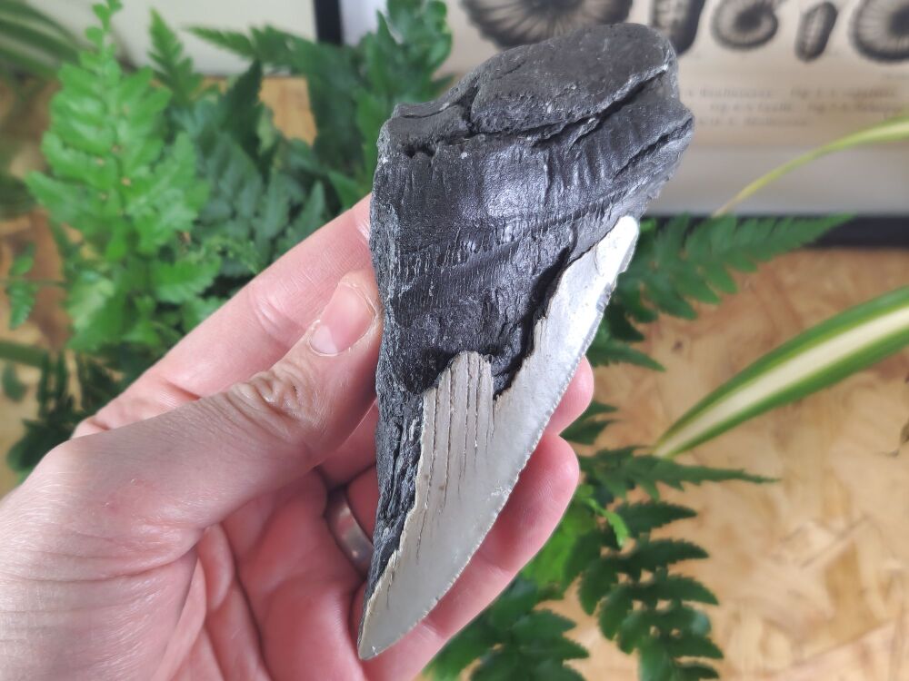 Megalodon Tooth - 5.11 inch #07