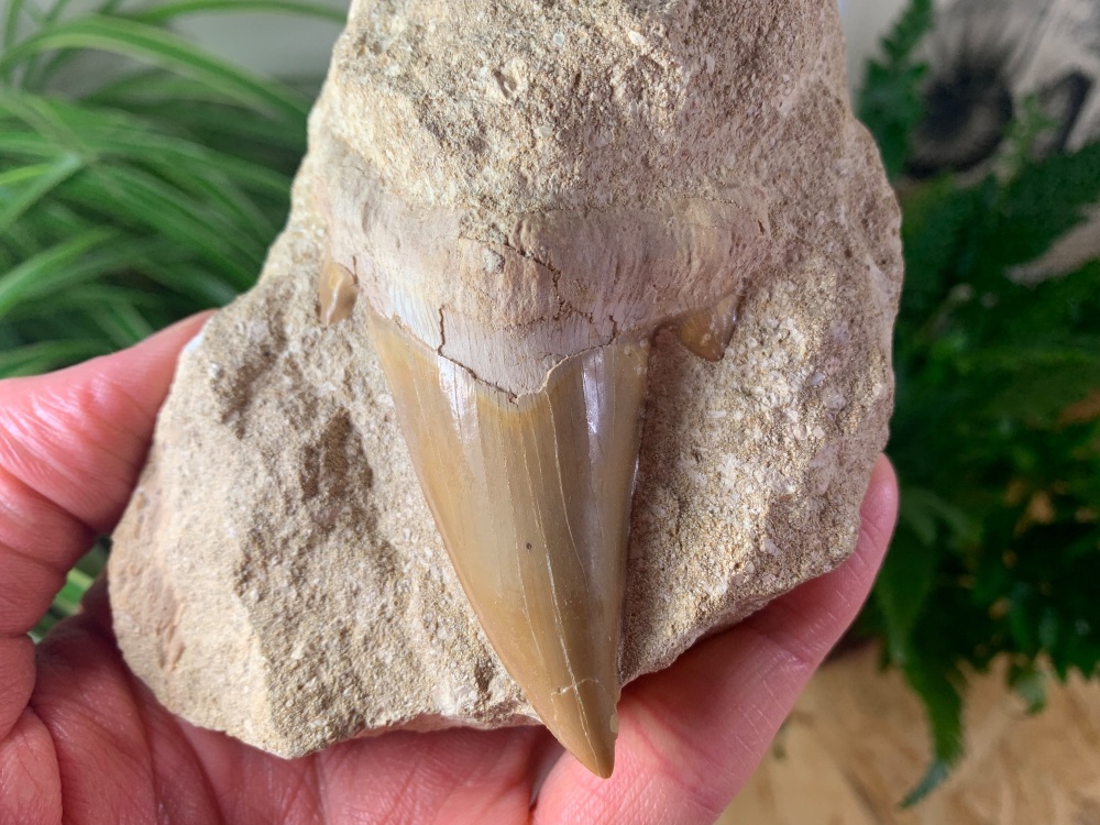 QUALITY Otodus obliquus Shark Tooth on Matrix (3 inch)