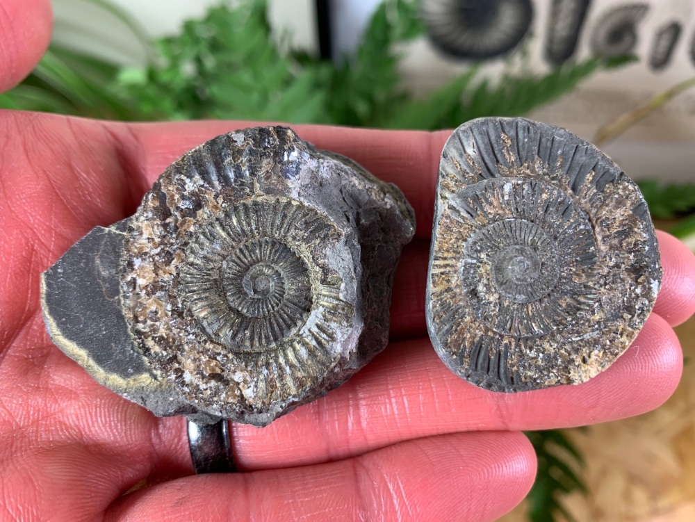 Dactylioceras commune Ammonite - 3.8cm #02