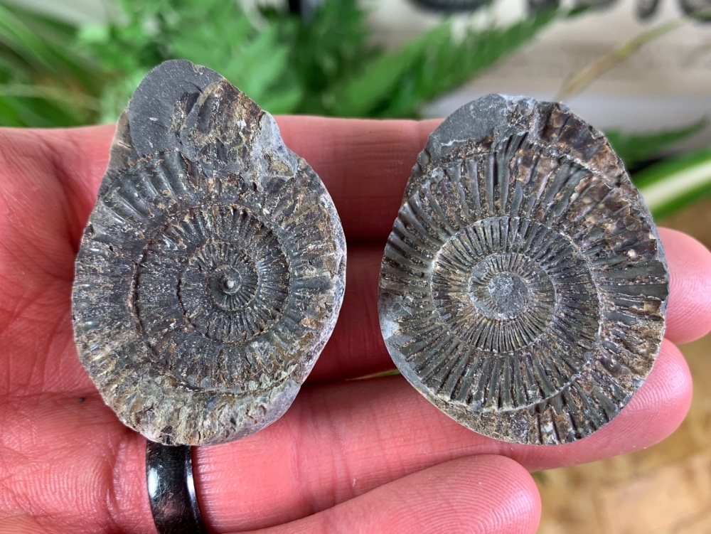 Dactylioceras commune Ammonite - 3.5cm #04