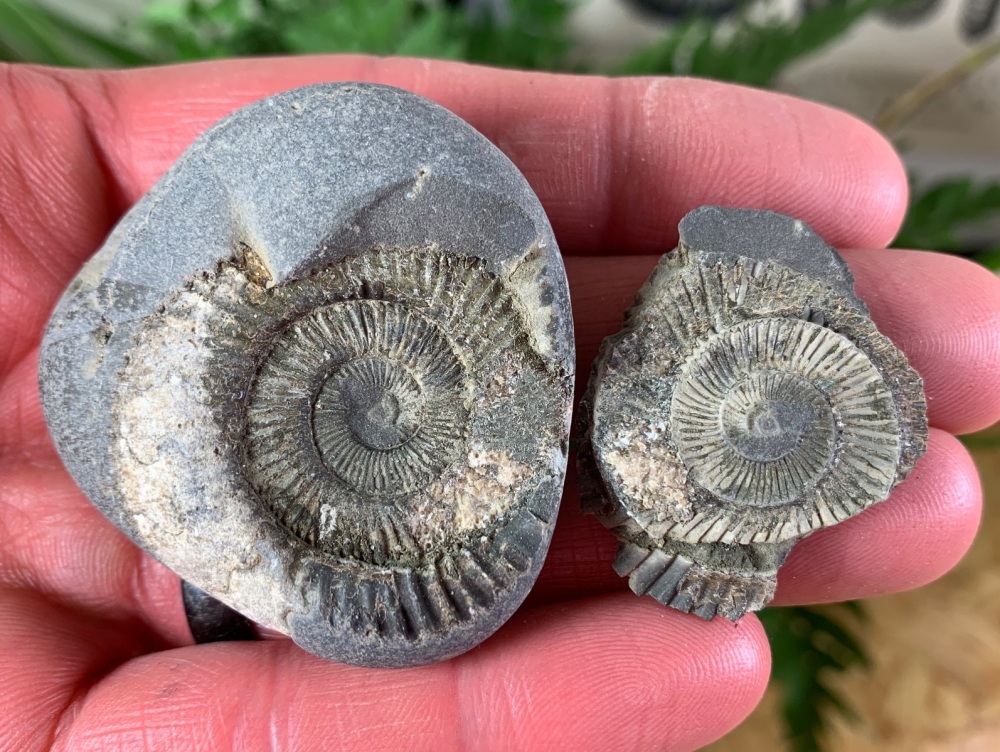 Dactylioceras commune Ammonite - 3.5cm #06