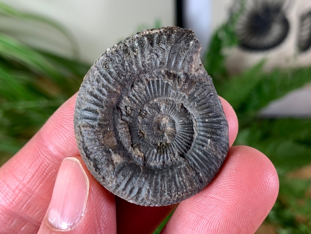 Dactylioceras commune Ammonite - 3.8cm #07