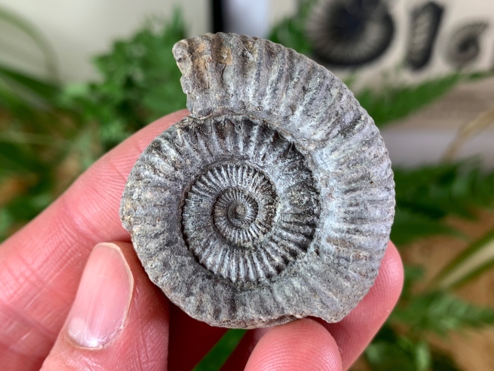 Dactylioceras commune Ammonite - 4cm #08