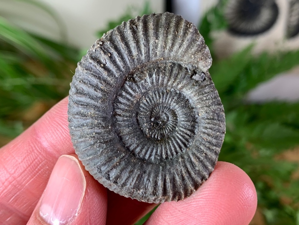 Dactylioceras commune Ammonite - 3.9cm #09